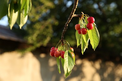 Photo of Cherry tree with green leaves and unripe berries growing outdoors, closeup