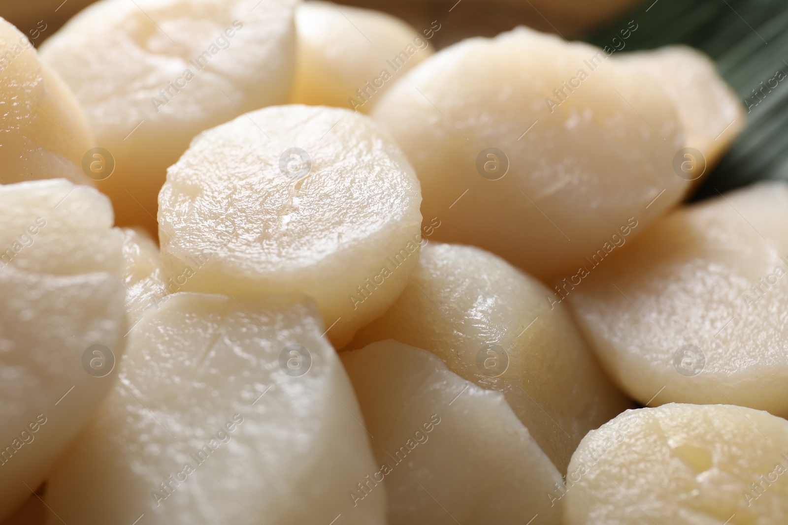 Photo of Fresh raw scallops as background, closeup view