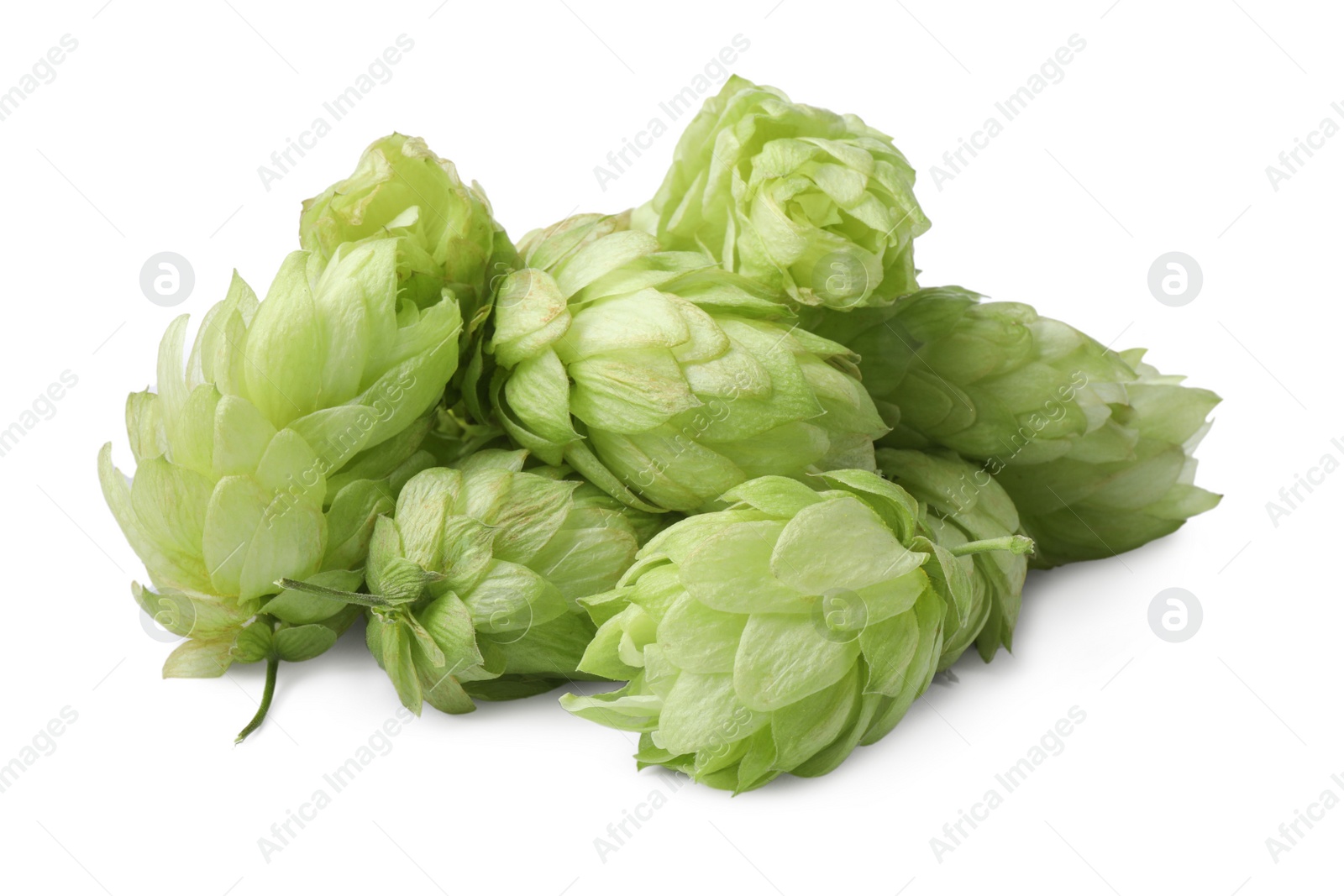 Photo of Fresh ripe green hops on white background