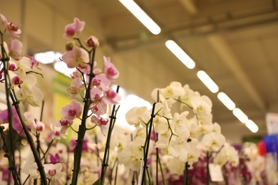 Photo of Beautiful blooming tropical orchid flowers in store