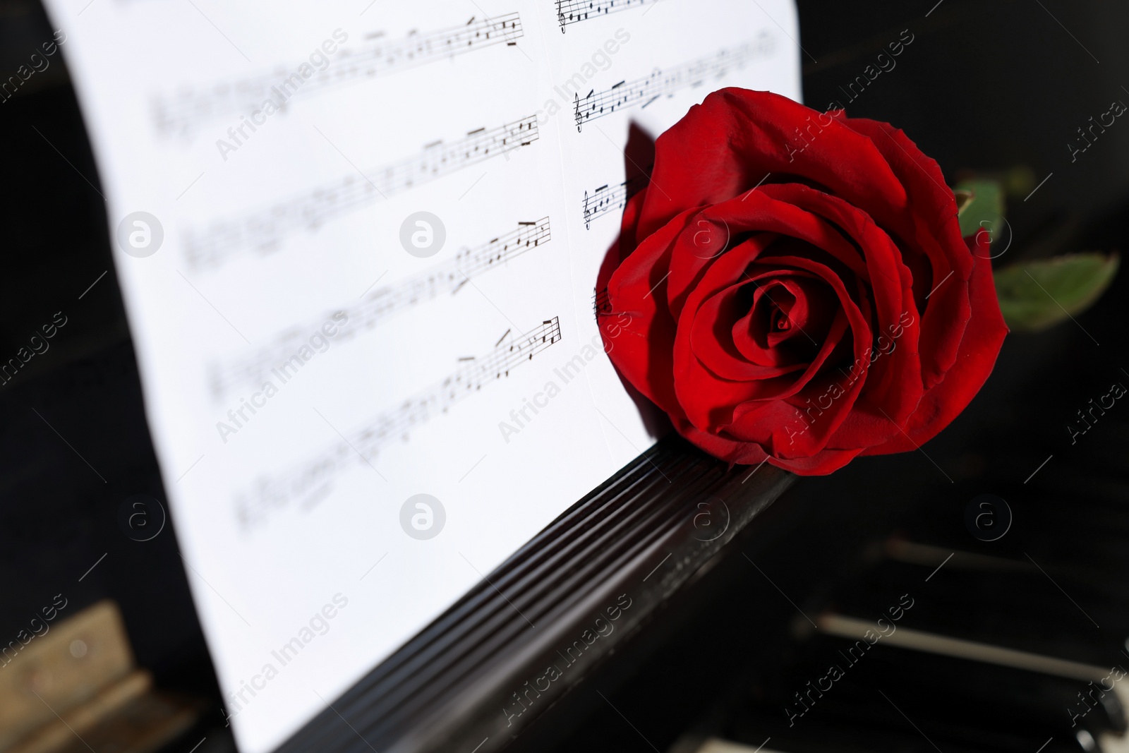 Photo of Beautiful red rose and musical notes on piano, closeup