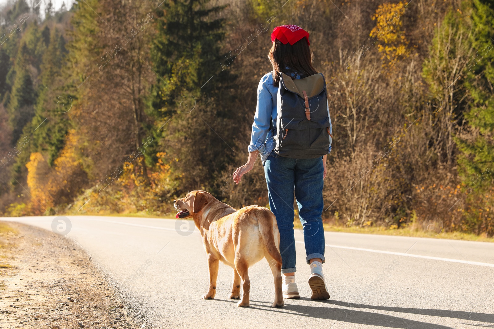Photo of Woman and adorable dog walking along road, back view. Traveling with pet