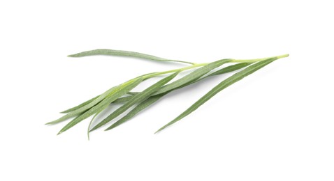 One sprig of fresh tarragon on white background, top view