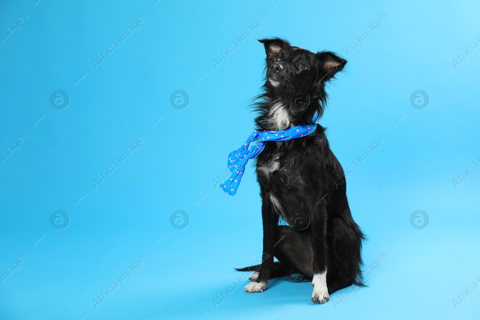 Photo of Cute dog with scarf on blue background. Space for text