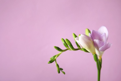 Photo of Beautiful freesia with fragrant flowers on color background. Space for text