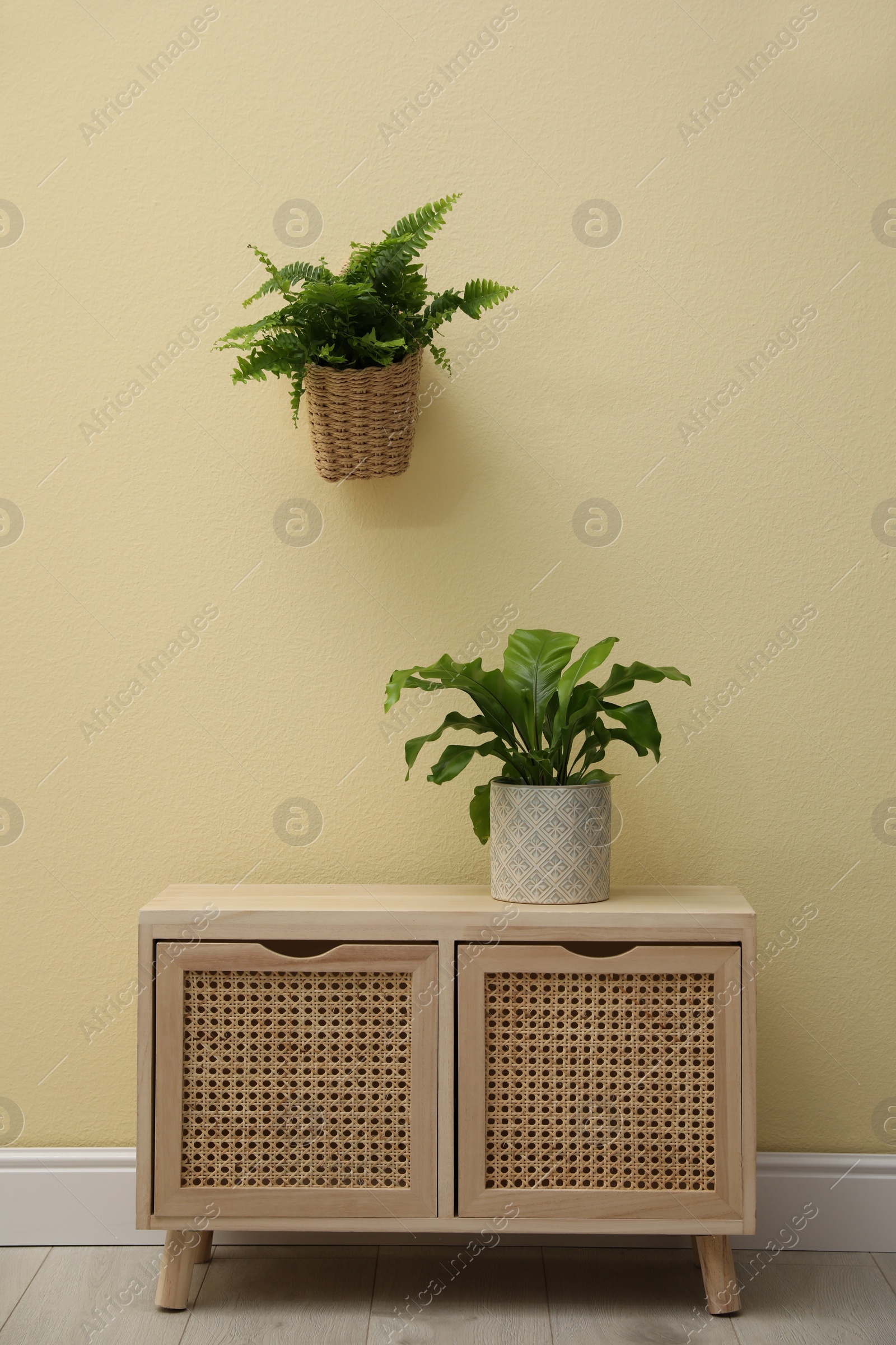 Photo of Beautiful fresh potted ferns and wooden cabinet near beige wall