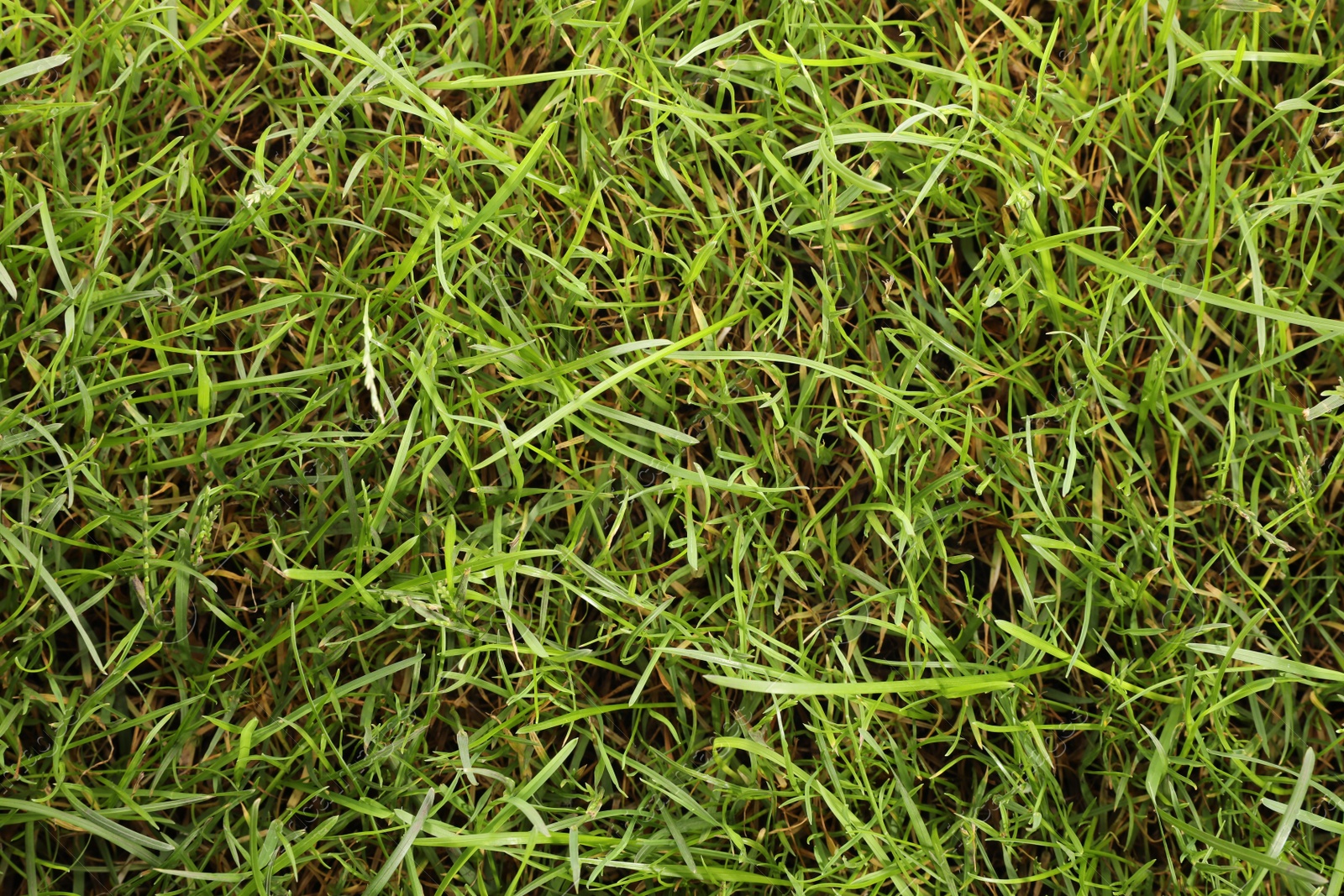 Photo of Beautiful lush green grass as background, top view