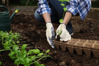 Photo of Woman transplanting seedling from container in soil outdoors, closeup