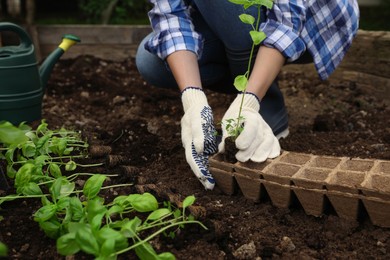 Woman transplanting seedling from container in soil outdoors, closeup