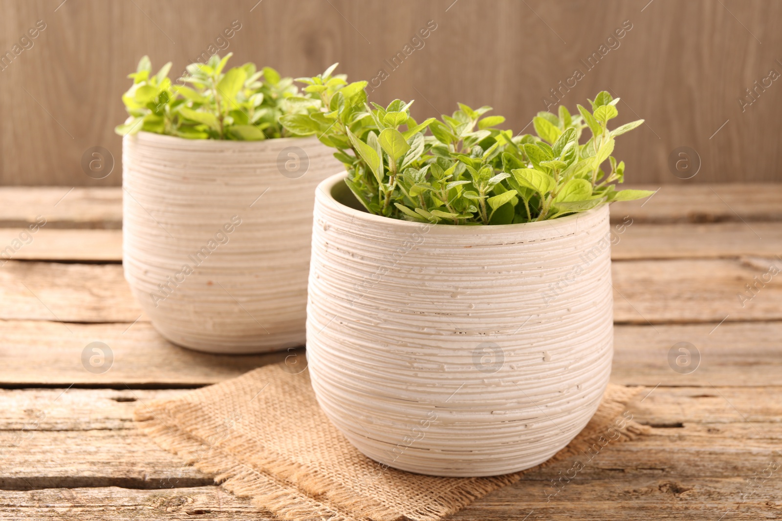 Photo of Aromatic oregano growing in pots on wooden table