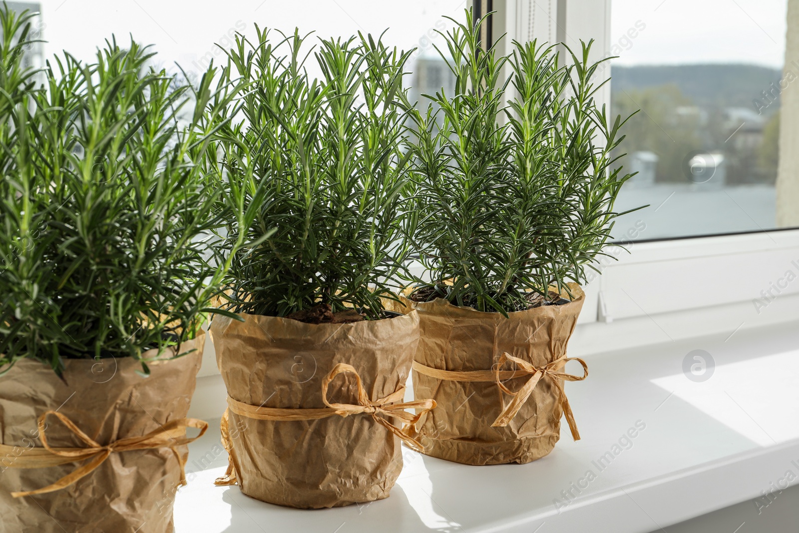 Photo of Aromatic green rosemary in pots on windowsill