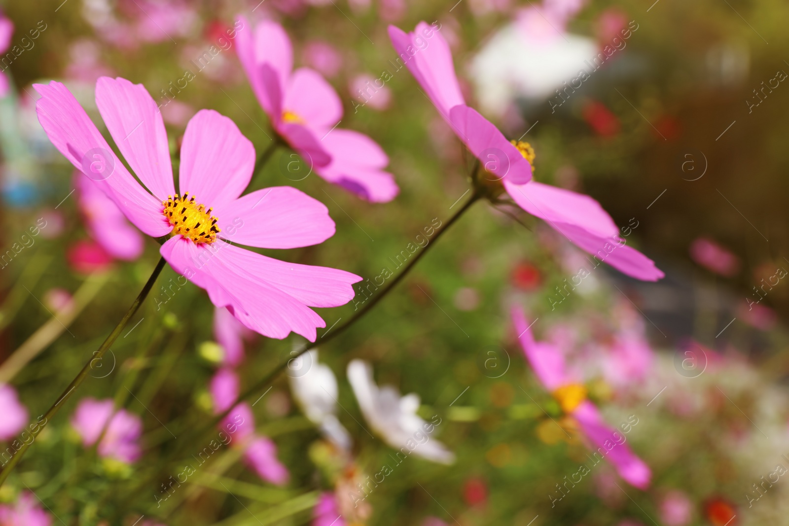 Photo of Green meadow with wild cosmos flowers on summer day, closeup