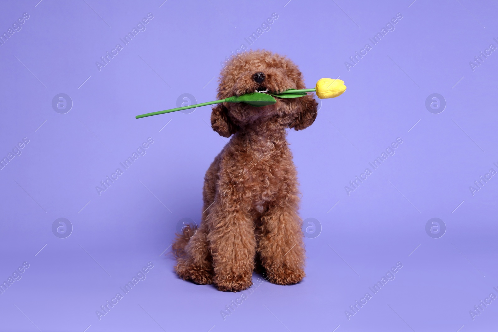 Photo of Cute Maltipoo dog holding yellow tulip flower on light purple background