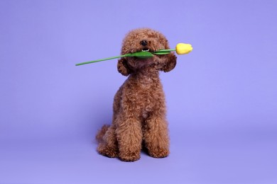 Cute Maltipoo dog holding yellow tulip flower on light purple background