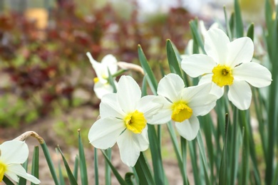 Beautiful flowers on spring day