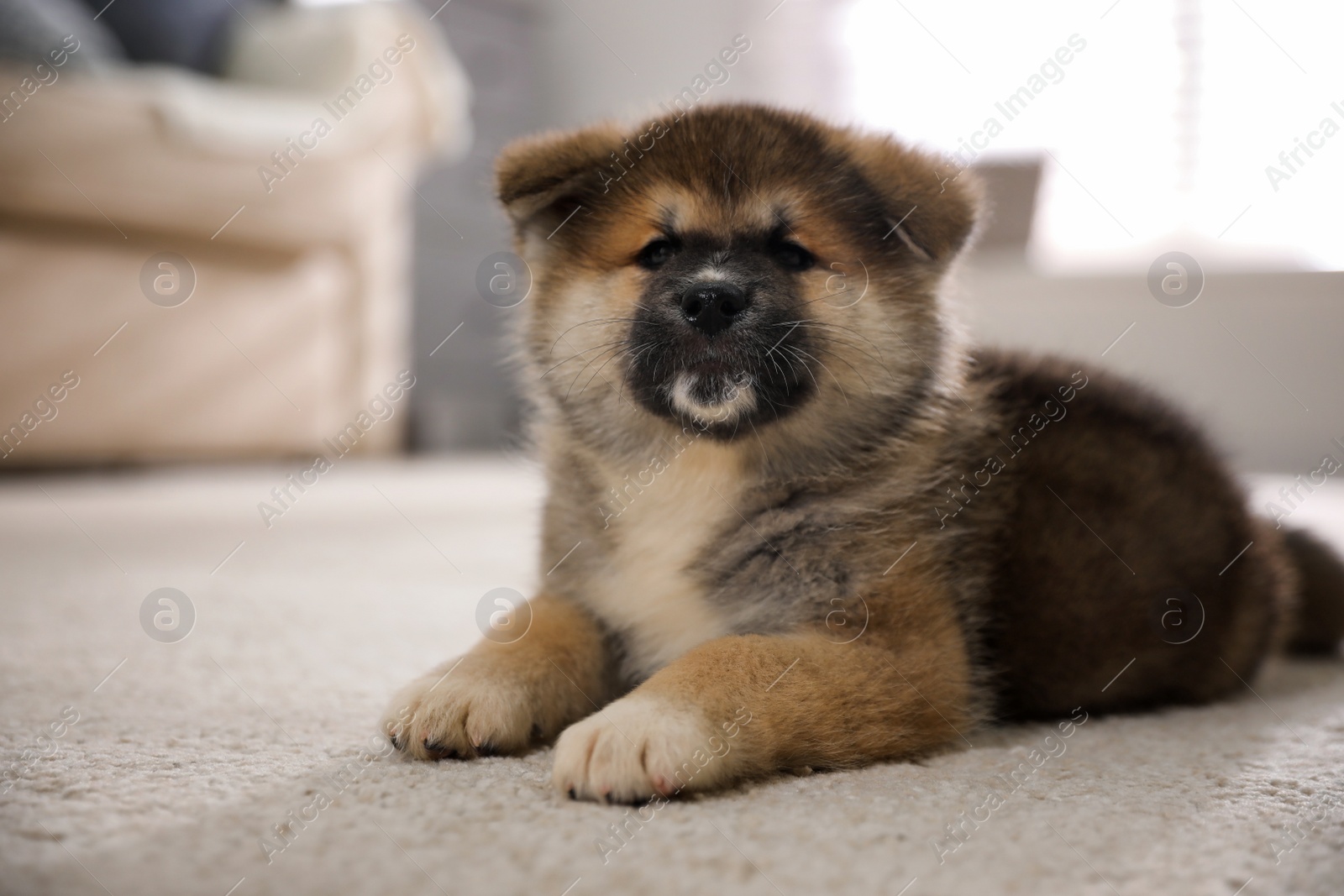 Photo of Adorable Akita Inu puppy on carpet indoors