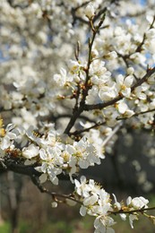 Photo of Beautiful cherry tree with white blossoms outdoors, closeup