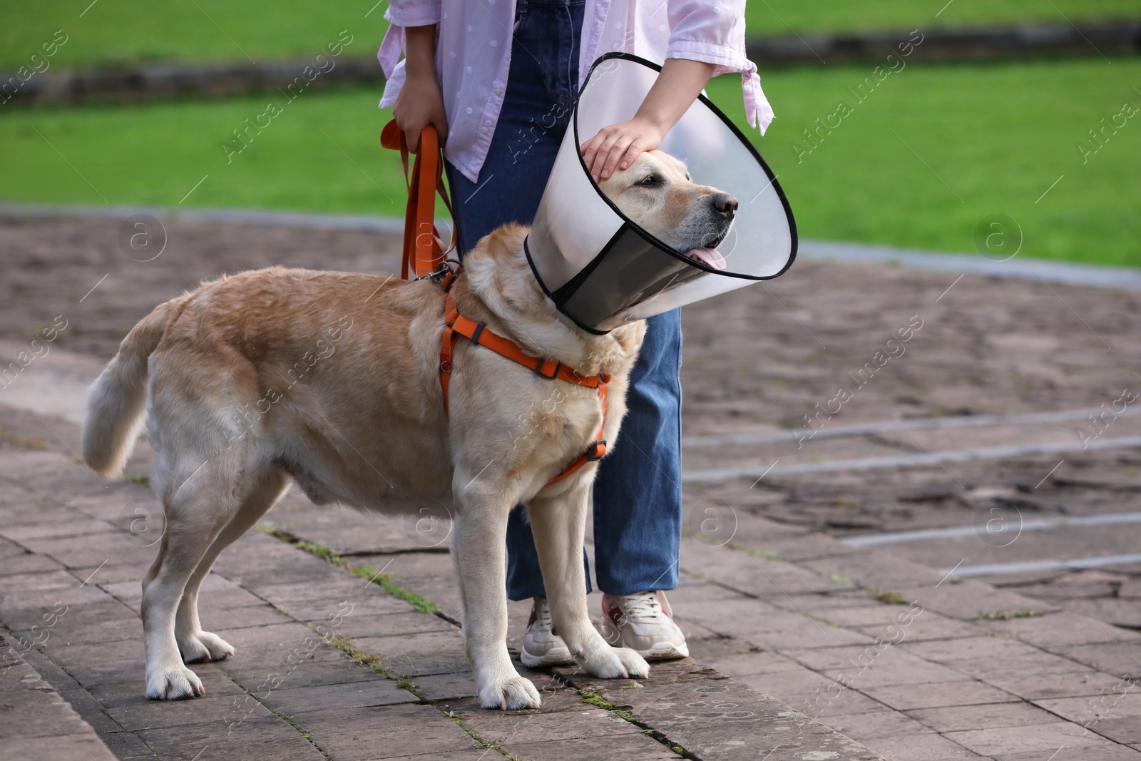 Photo of Woman petting her adorable Labrador Retriever dog in Elizabethan collar outdoors, closeup