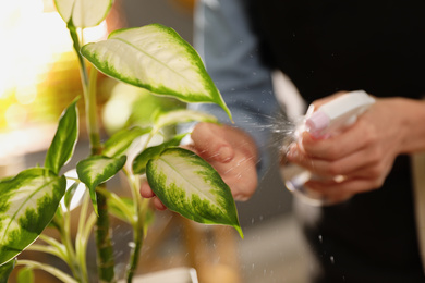 Photo of Young woman spraying Dieffenbachia plant at home, closeup. Engaging hobby