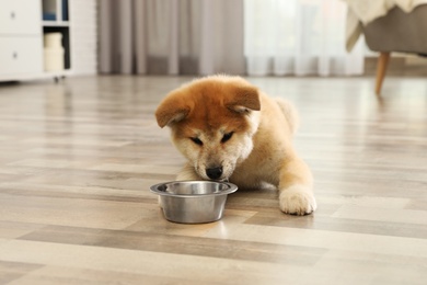 Photo of Cute akita inu puppy near feeding bowl at home