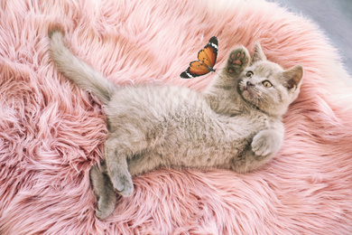 Image of Scottish straight cat playing with butterfly on soft furry blanket, above view
