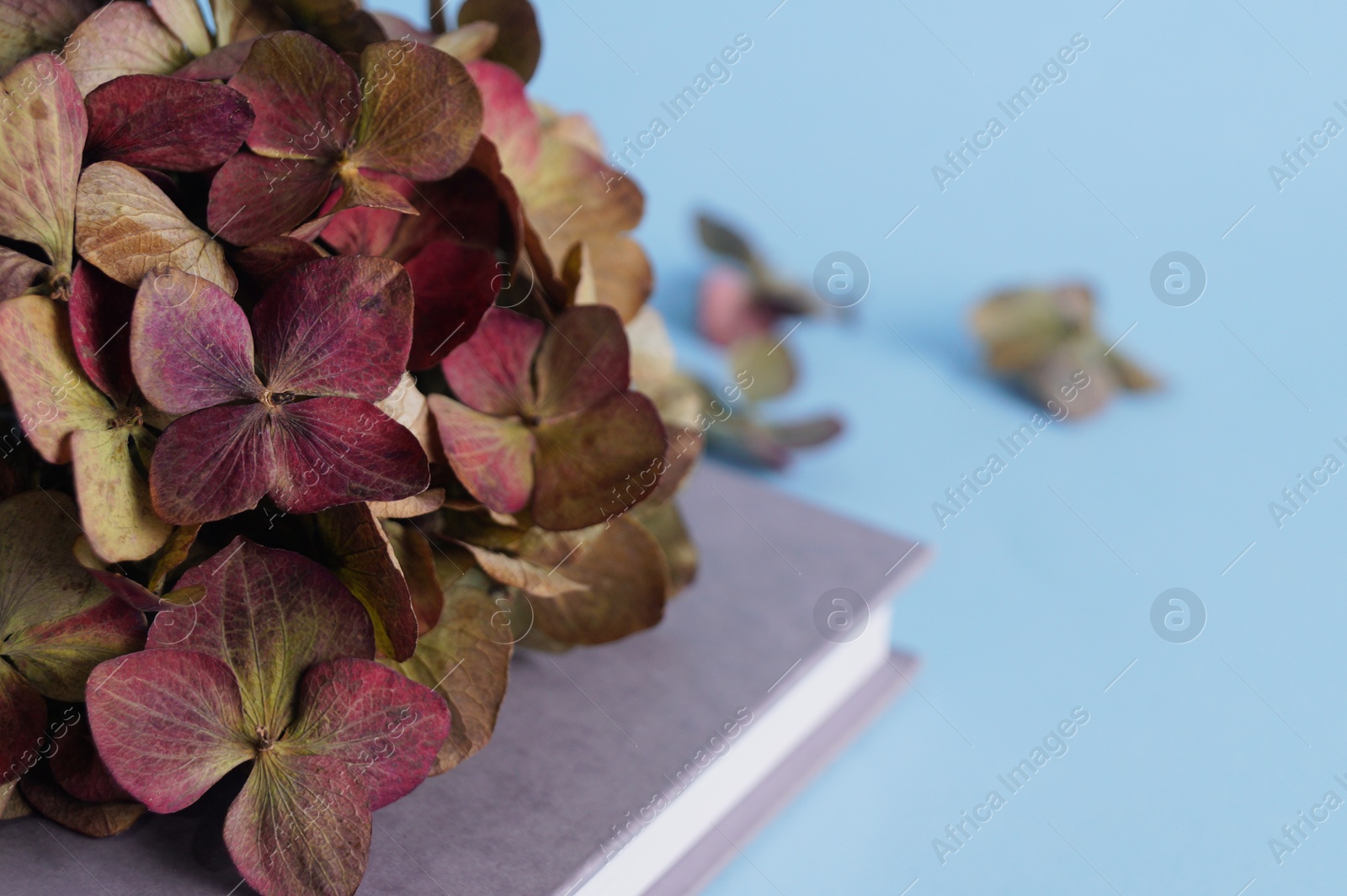 Photo of Dried hortensia flowers and book on light blue background, closeup. Space for text