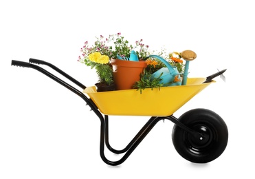 Photo of Wheelbarrow with flowers and gardening tools isolated on white