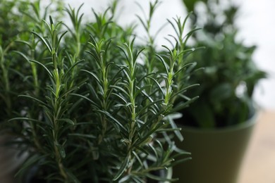 Photo of Aromatic rosemary plant on blurred background, closeup