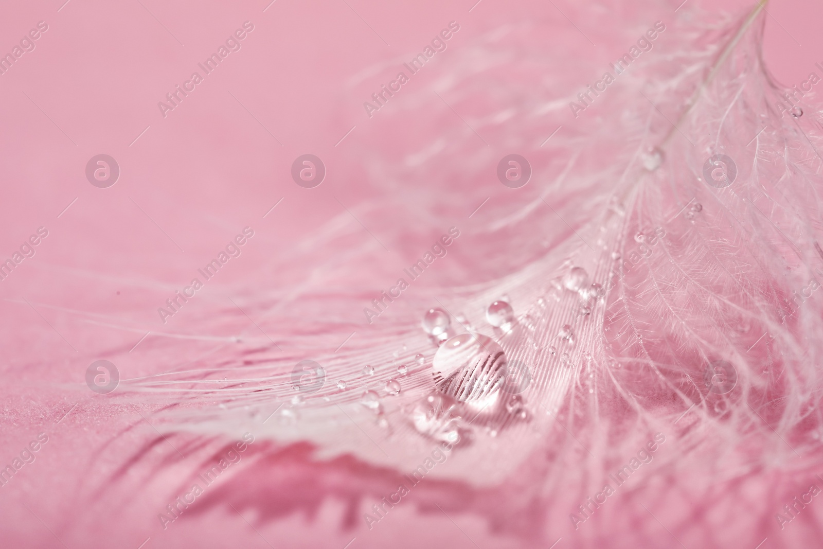 Photo of Closeup view of beautiful feather with dew drops on pink background