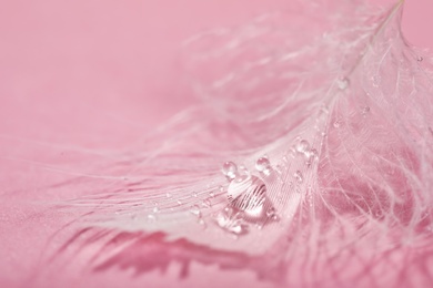 Closeup view of beautiful feather with dew drops on pink background