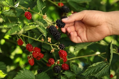 Photo of Woman picking ripe blackberries from bush outdoors, closeup