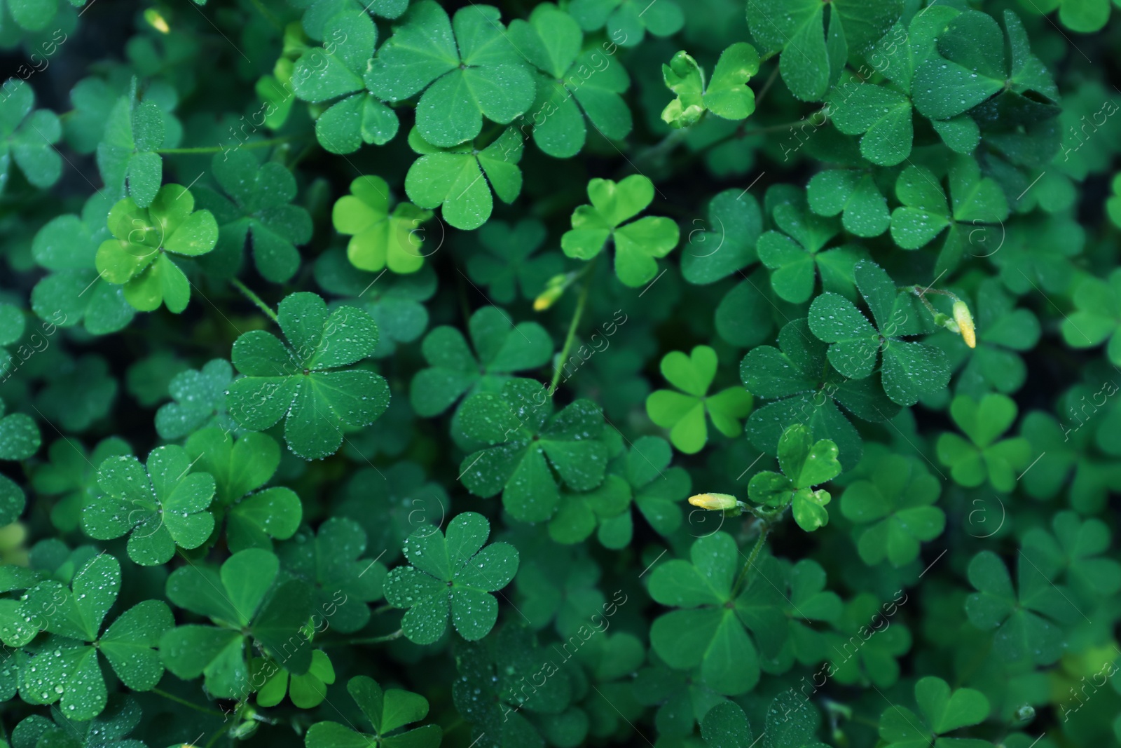 Photo of Beautiful clover leaves with water drops outdoors, top view. St. Patrick's Day symbol