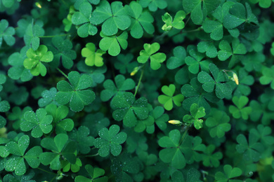 Photo of Beautiful clover leaves with water drops outdoors, top view. St. Patrick's Day symbol