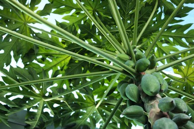 Photo of Unripe papaya fruits growing on tree outdoors, low angle view