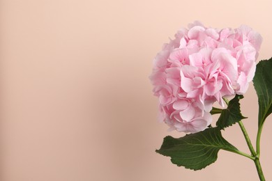 Photo of Branch of hortensia plant with delicate flowers on beige background. Space for text