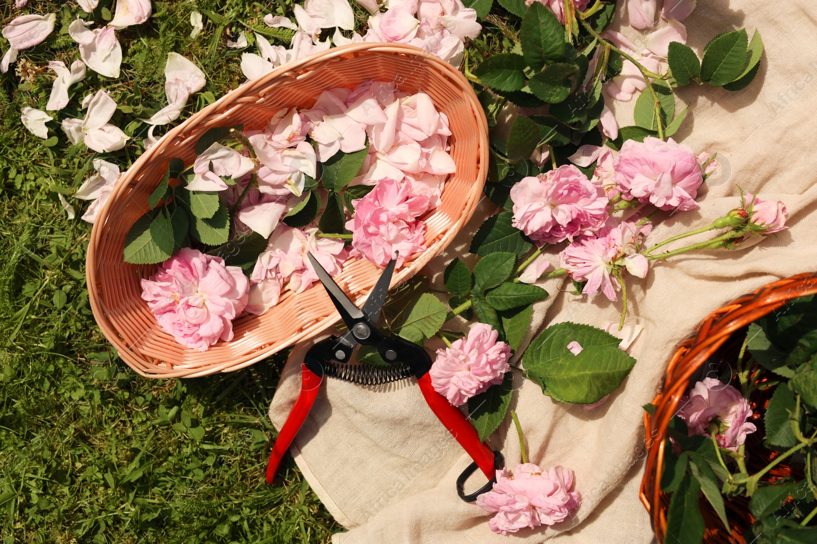 Photo of Tea roses, petals and pruner on green grass, flat lay