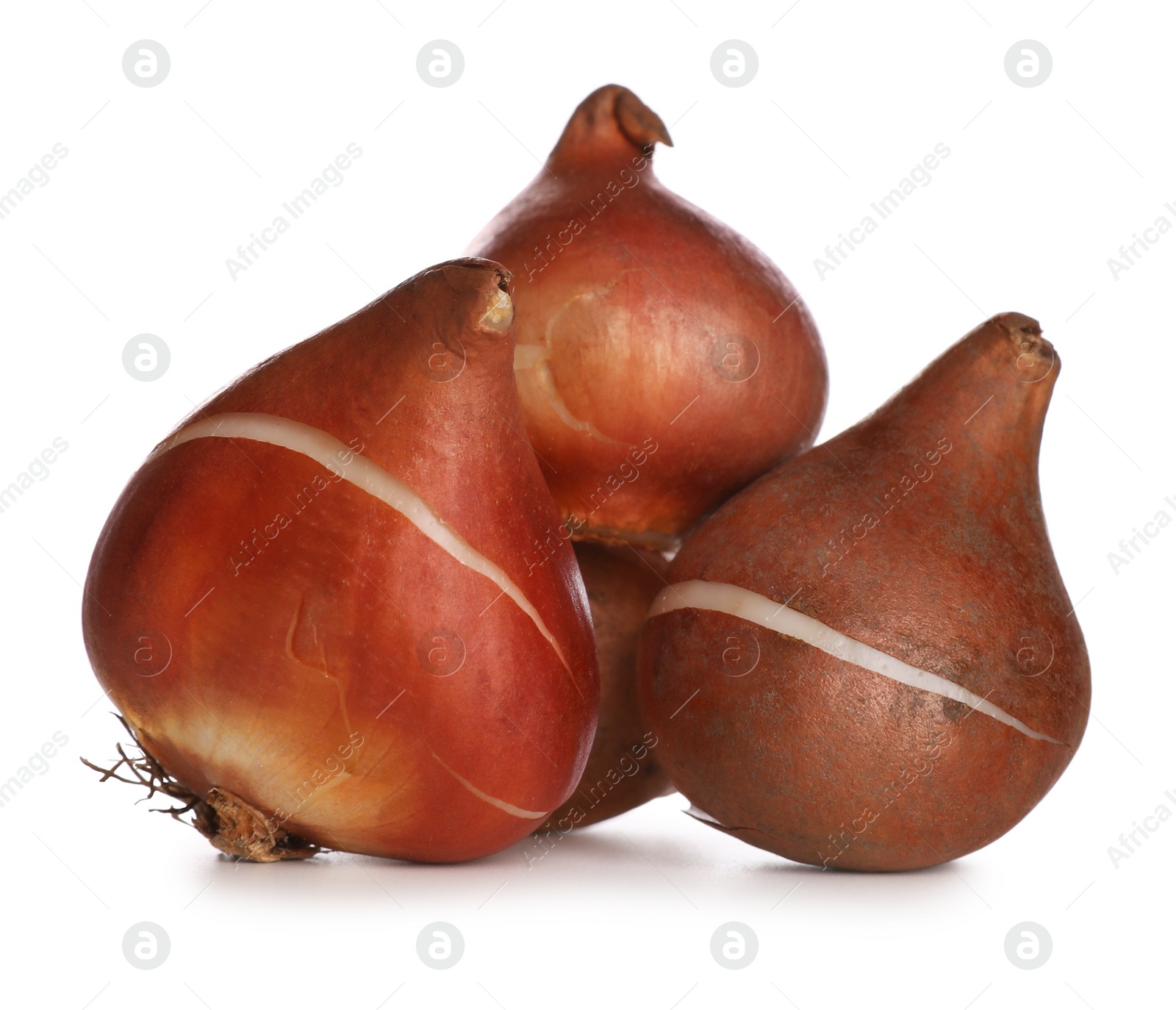 Photo of Tulip bulbs on white background. Gardening season