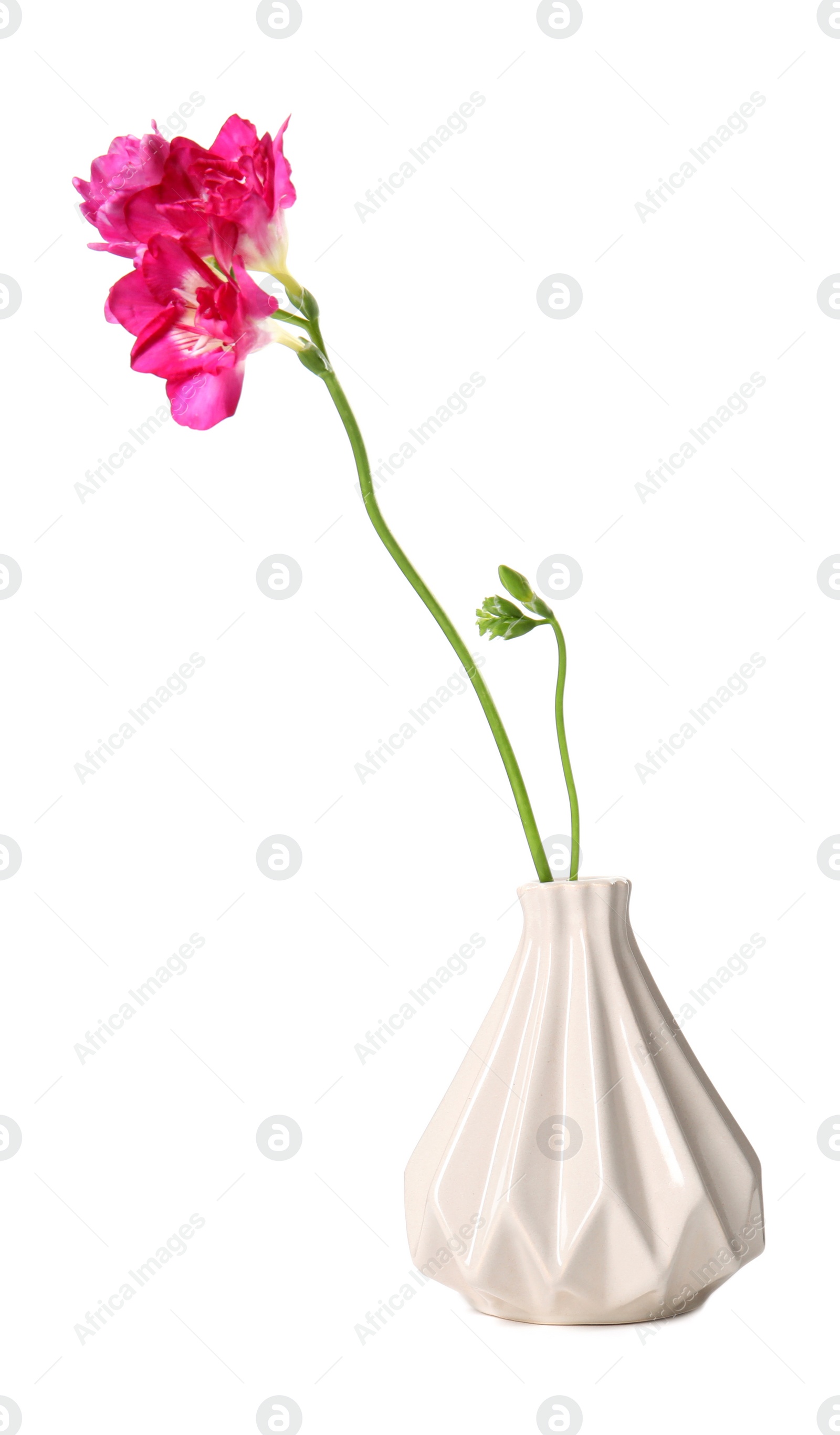 Photo of Vase with beautiful spring freesia flower isolated on white