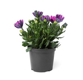 Photo of Beautiful blooming purple flower in pot isolated on white