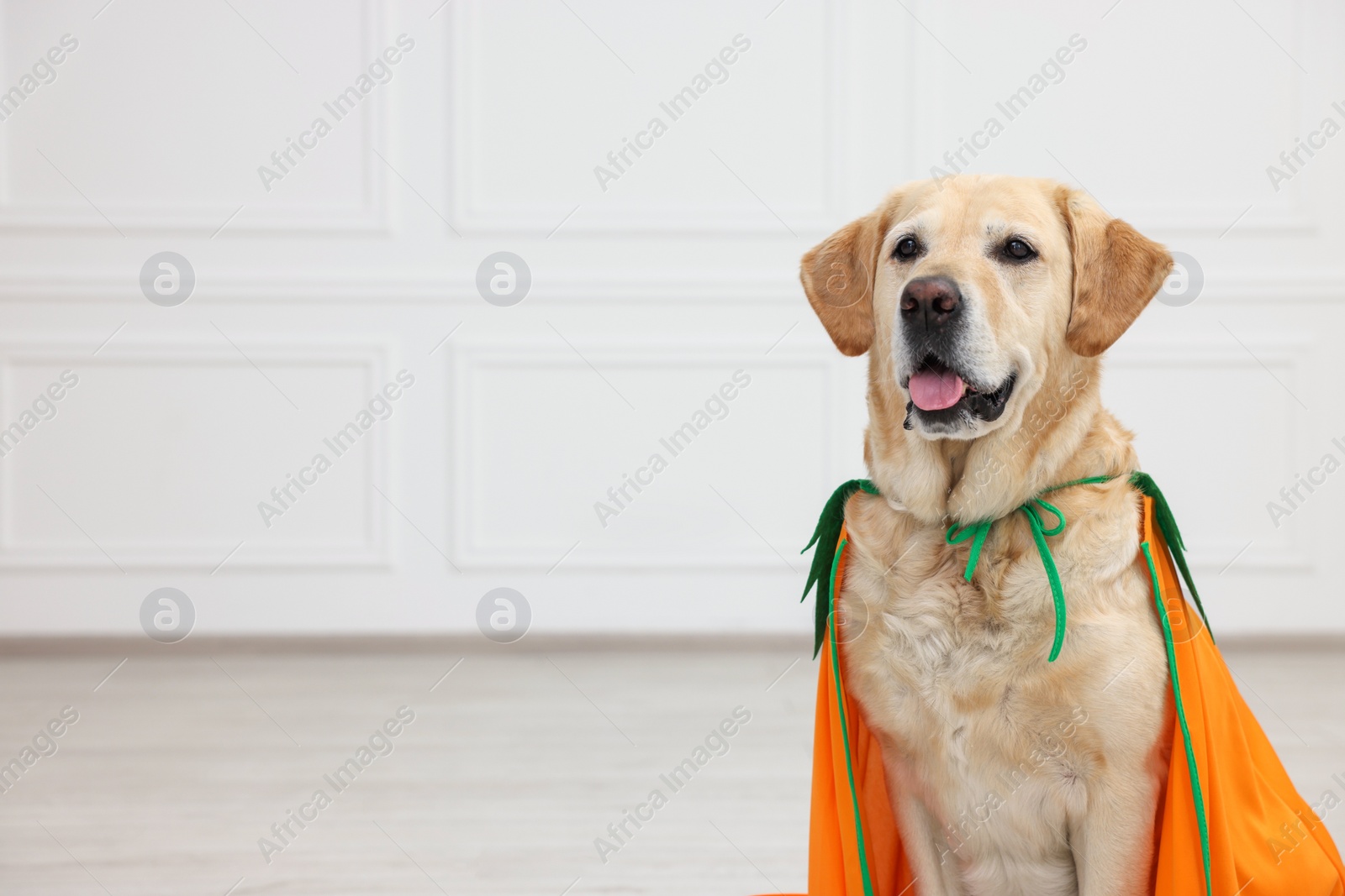 Photo of Cute Labrador Retriever dog in Halloween costume indoors. Space for text