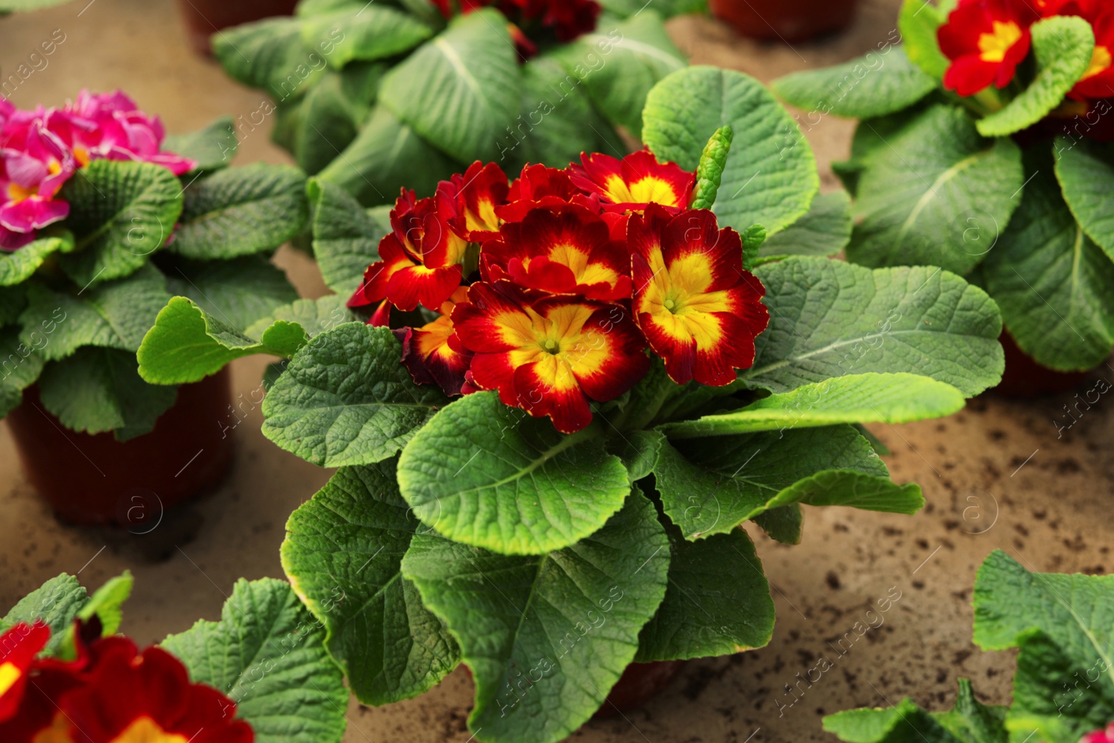 Photo of Potted blooming flowers on table, closeup. Home gardening