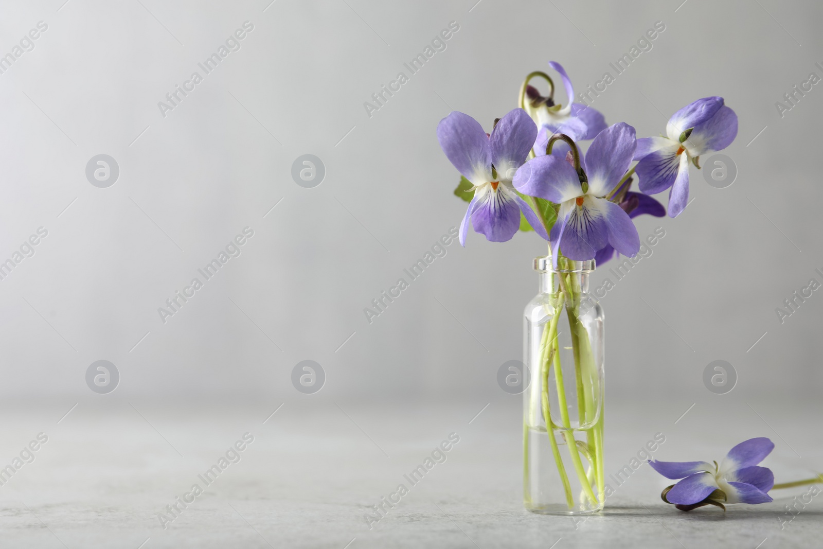 Photo of Beautiful wood violets on light grey background, space for text. Spring flowers