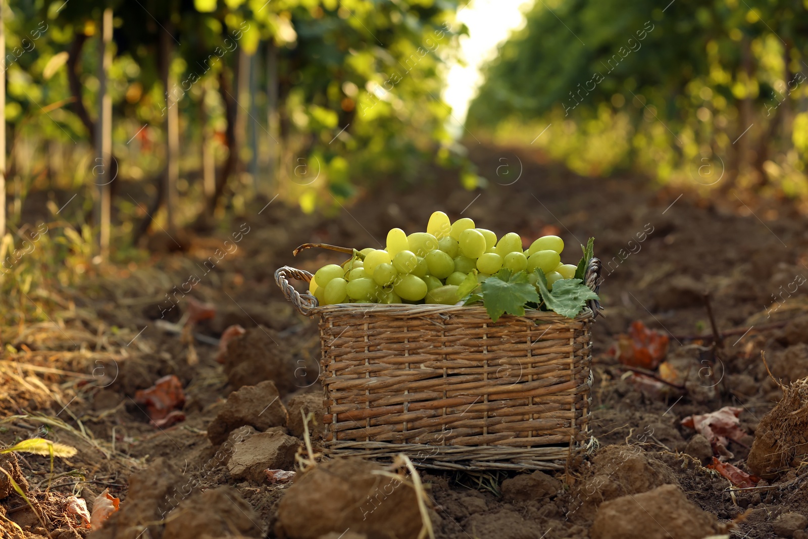 Photo of Basket with fresh ripe juicy grapes on ground in vineyard