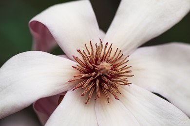 Beautiful blooming flower of magnolia tree on blurred background, closeup