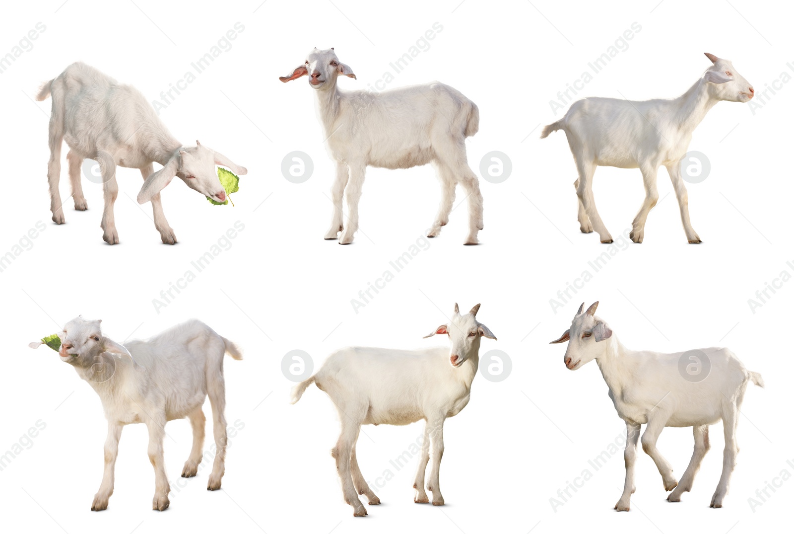 Image of Cute goats isolated on white. Farm animal