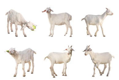 Image of Cute goats isolated on white. Farm animal