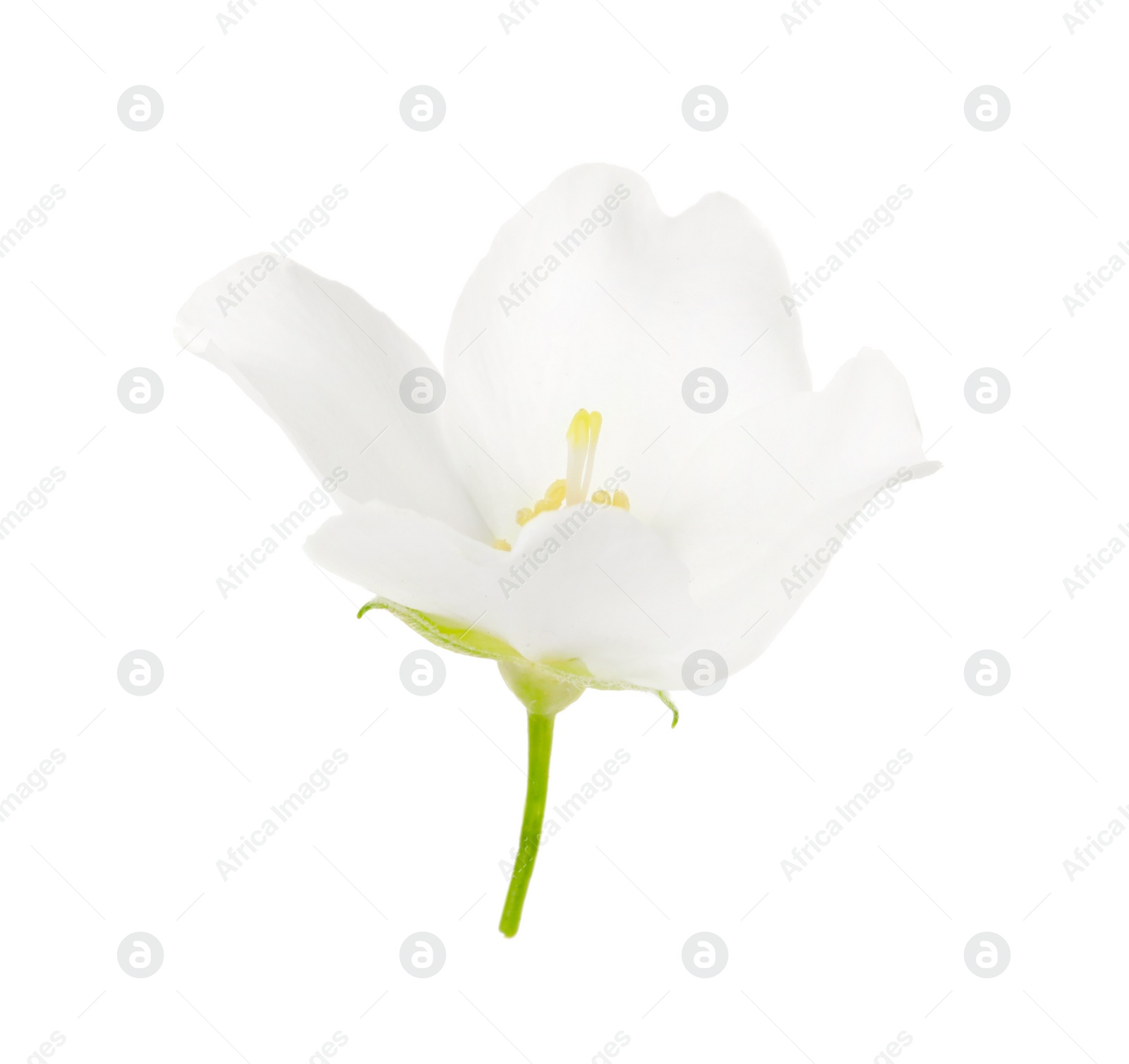 Photo of Beautiful delicate jasmine flower isolated on white