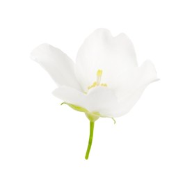 Beautiful delicate jasmine flower isolated on white