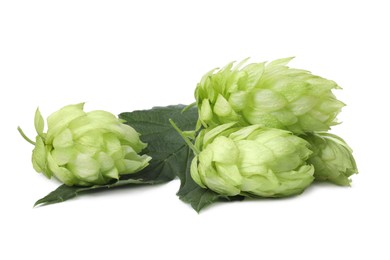 Fresh ripe green hops on white background