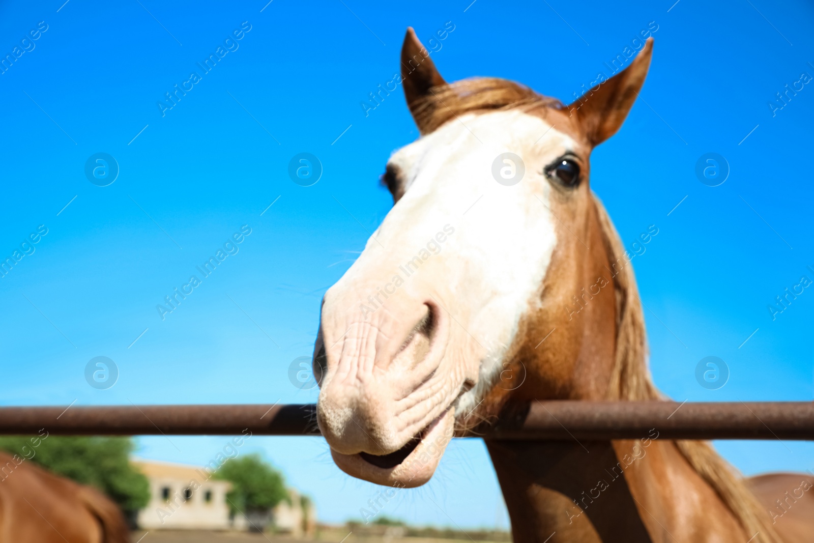 Photo of Chestnut horse at fence outdoors on sunny day, closeup. Beautiful pet